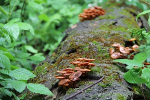 Fungi in the woods