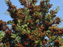 pine cones bursting